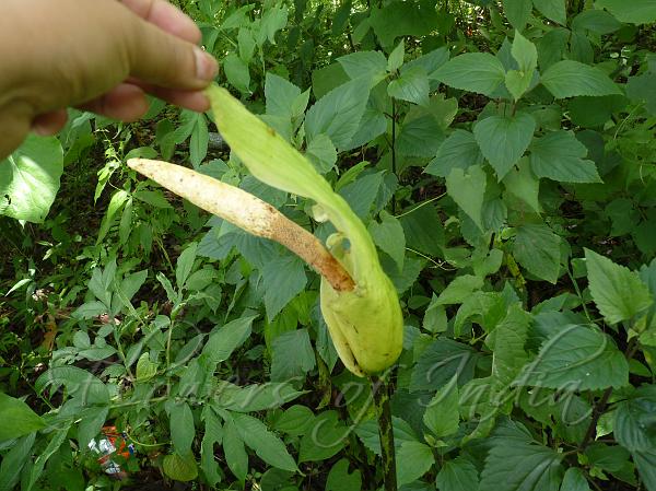 Nepal Voodoo Lily